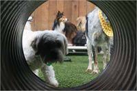 daycare pic 96 - tunnel play